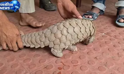 बजाड़ी गांव में मिला दुर्लभ पैंगोलिन, वन विभाग ने सुरक्षित किया रेस्क्यू