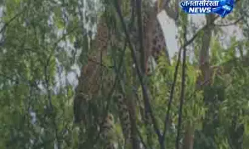 Ganjam में पेड़ से लटका मिला तेंदुआ; जांच जारी Ganjam में पेड़ से लटका मिला तेंदुआ; जांच जारी