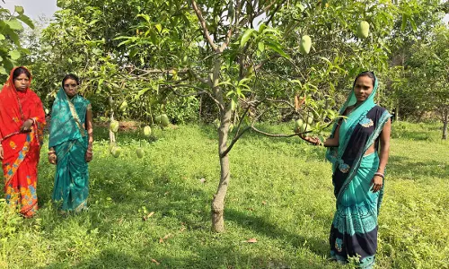 Jharkhand के आदिवासी इलाके से आम्रपाली आम दुबई एक्सपोर्ट किए गए Jharkhand के आदिवासी इलाके से आम्रपाली आम दुबई एक्सपोर्ट किए गए