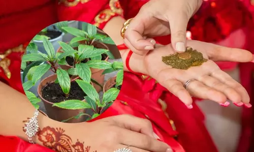 Market  की मेहंदी की जरूरत नहीं, इस पौधे की पत्तियों से सजाएं हाथ
