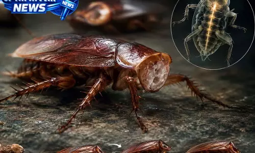 सिर कटने के बाद भी क्यों जिंदा रहता है Cockroach ? सिर कटने के बाद भी क्यों जिंदा रहता है Cockroach ?