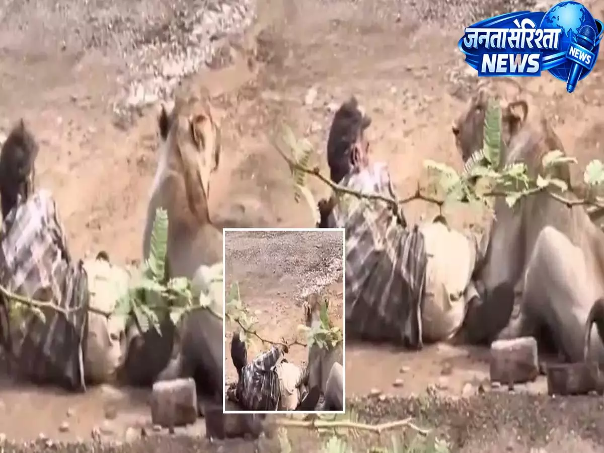 गुजरात के भावनगर में एशियाई शेर का हमला, वायरल वीडियो से मचा हड़कंप गुजरात के भावनगर में एशियाई शेर का हमला, वायरल वीडियो से मचा हड़कंप