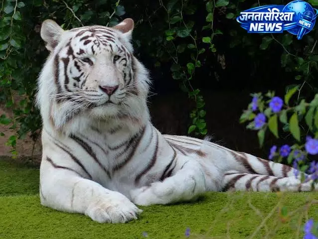 पटना जू में आने वाले हैं दो खास मेहमान पटना जू में आने वाले हैं दो खास मेहमान