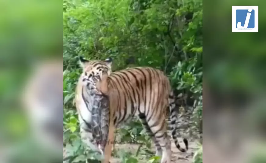 बाघ ने अजगर का किया शिकार, बनाया निवाला बाघ ने अजगर का किया शिकार, बनाया निवाला