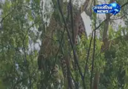 Ganjam में पेड़ से लटका मिला तेंदुआ; जांच जारी Ganjam में पेड़ से लटका मिला तेंदुआ; जांच जारी