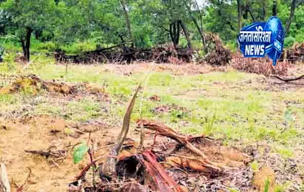 Odisha तीरंदाजी अकादमी परियोजना पर पेड़ कटाई विवाद Odisha तीरंदाजी अकादमी परियोजना पर पेड़ कटाई विवाद