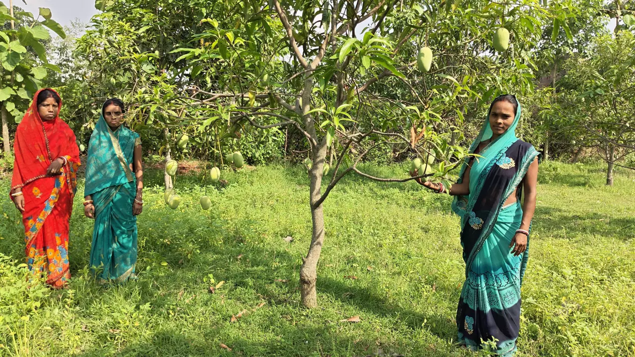 Jharkhand के आदिवासी इलाके से आम्रपाली आम दुबई एक्सपोर्ट किए गए Jharkhand के आदिवासी इलाके से आम्रपाली आम दुबई एक्सपोर्ट किए गए