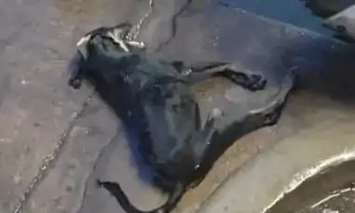 दुकानदार ने कुत्ते को पीटा, मौत, FIR दर्ज