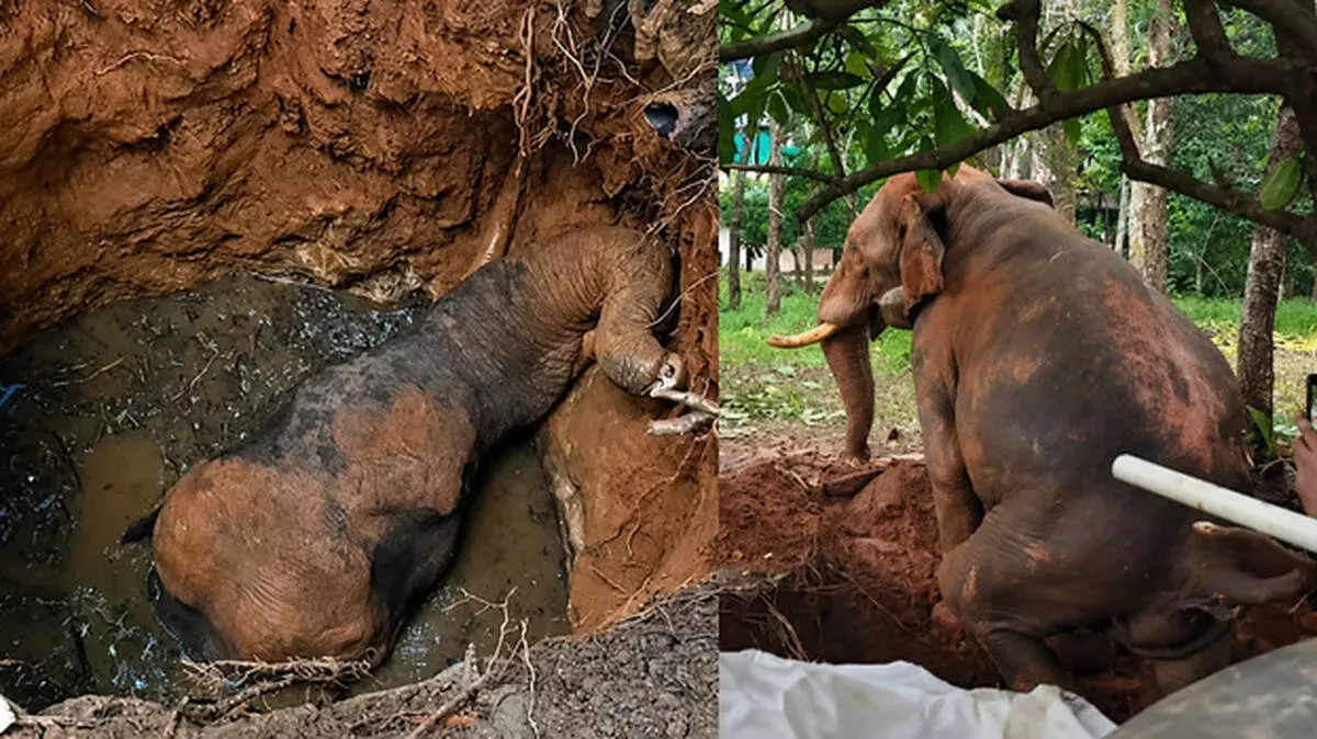 घायल हाथी का हाई-वोल्टेज रेस्क्यू: गांव वालों के हंगामे के बीच 10 घंटे बाद सफलता घायल हाथी का हाई-वोल्टेज रेस्क्यू: गांव वालों के हंगामे के बीच 10 घंटे बाद सफलता