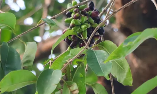 Jamun का पौधा लगाएं और सालों तक पाएं भरपूर फल Jamun का पौधा लगाएं और सालों तक पाएं भरपूर फल