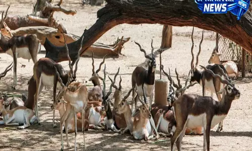 MP : आवारा कुत्तों का आतंक बना काल, 13 ब्लैकबक की कुएं में गिरकर मौत