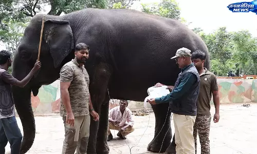 Mysuru दशहरा के लिए हाथियों का चयन शुरू Mysuru दशहरा के लिए हाथियों का चयन शुरू