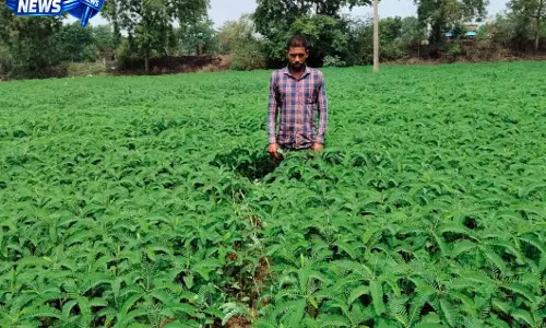 हरी खाद से संवर रही खेतों की सेहत, टिकाऊ खेती की ओर बढ़ रहे किसान