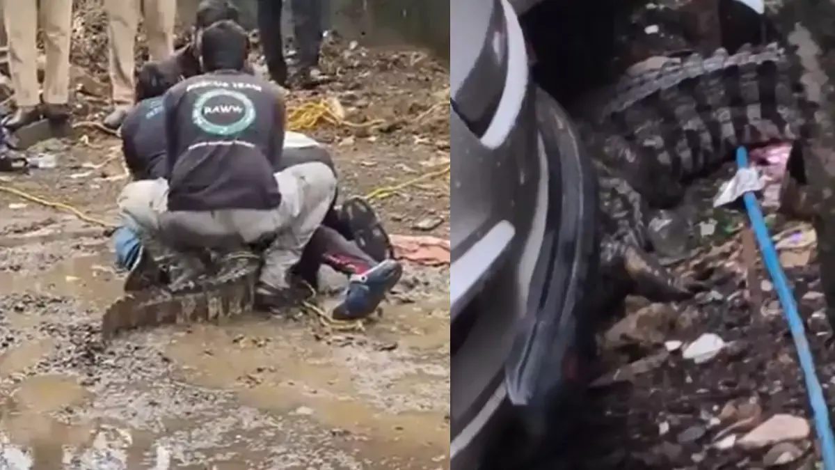 मानसून में किनारे तक पहुंचे मगरमच्छ, पवई झील के पास 7 फीट का मगरमच्छ रेस्क्यू मानसून में किनारे तक पहुंचे मगरमच्छ, पवई झील के पास 7 फीट का मगरमच्छ रेस्क्यू