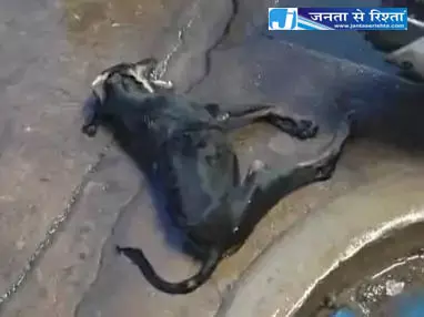 दुकानदार ने कुत्ते को पीटा, मौत, FIR दर्ज दुकानदार ने कुत्ते को पीटा, मौत, FIR दर्ज
