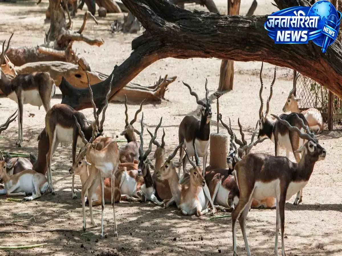 MP : आवारा कुत्तों का आतंक बना काल, 13 ब्लैकबक की कुएं में गिरकर मौत MP : आवारा कुत्तों का आतंक बना काल, 13 ब्लैकबक की कुएं में गिरकर मौत