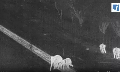 AI बना हाथियों का रक्षक, 7100 अलर्ट ने टाले हादसे, जानें डिटेल्स AI बना हाथियों का रक्षक, 7100 अलर्ट ने टाले हादसे, जानें डिटेल्स
