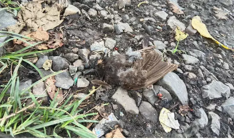 NH-37 पर मरी हुई रेड-वेंटेड बुलबुल से सड़क पर पक्षियों की बढ़ती मौत पर चिंता बढ़ी NH-37 पर मरी हुई रेड-वेंटेड बुलबुल से सड़क पर पक्षियों की बढ़ती मौत पर चिंता बढ़ी