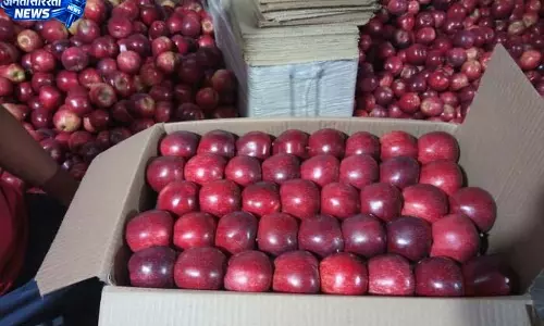 घर बैठे 2200 में बिक रही सेब पेटी, दाम अच्छे मिलने से बागबान खुश