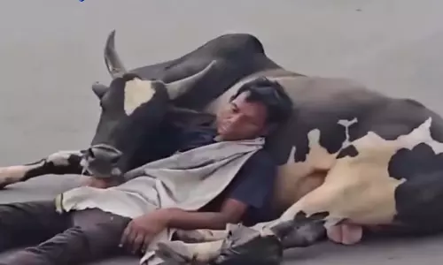कालीबाड़ी चौक पर नशेड़ी युवक सांड के साथ सड़क पर सोता दिखा, वीडियो वायरल कालीबाड़ी चौक पर नशेड़ी युवक सांड के साथ सड़क पर सोता दिखा, वीडियो वायरल