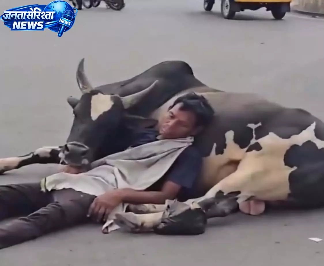 कालीबाड़ी चौक पर नशेड़ी युवक सांड के साथ सड़क पर सोता दिखा, वीडियो वायरल कालीबाड़ी चौक पर नशेड़ी युवक सांड के साथ सड़क पर सोता दिखा, वीडियो वायरल