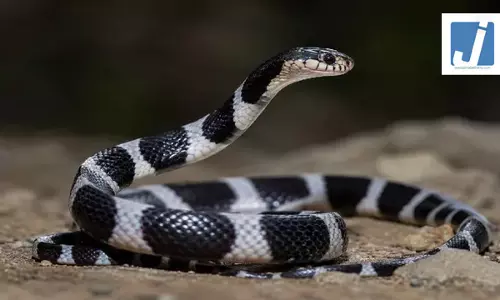 गर्ल्स हॉस्टल में चीख-पुकार, जहरीले करैत के डसने से एक की मौत 3 छात्राएं भर्ती