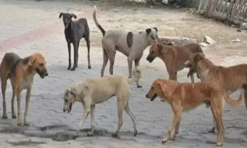 Nagaland: 20 साल बाद तीन बड़े थोक विक्रेताओं ने किया डॉग मीट बिजनेस का बहिष्कार