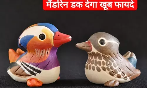 Relationships, की दूरियां मिटाएगा मैंडरिन डक, जानें सही दिशा Relationships, की दूरियां मिटाएगा मैंडरिन डक, जानें सही दिशा