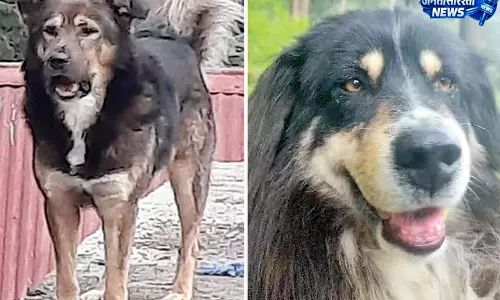 इंडियन नेशनल केनेल क्लब में स्कूबी-पुट्टी का आधिकारिक पंजीकरण इंडियन नेशनल केनेल क्लब में स्कूबी-पुट्टी का आधिकारिक पंजीकरण