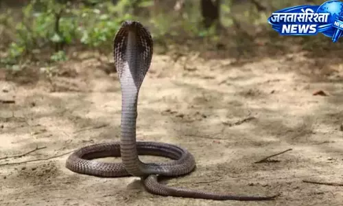 जहरीले सांपों की आमद से गांवों में डर, विभाग सतर्क जहरीले सांपों की आमद से गांवों में डर, विभाग सतर्क