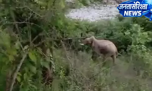 पहाड़ों में बढ़ा हाथियों का खतरा, 3000 मीटर ऊंचाई पर पहली बार दिखा गजराज पहाड़ों में बढ़ा हाथियों का खतरा, 3000 मीटर ऊंचाई पर पहली बार दिखा गजराज