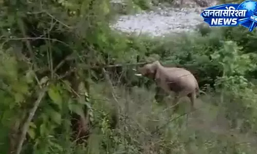 3000 मीटर ऊंचे भंवासी गांव में हाथी की दस्तक, दहशत