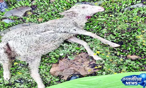 तेंदुए ने मारी डालीं 10 भेड़-बकरियां तेंदुए ने मारी डालीं 10 भेड़-बकरियां