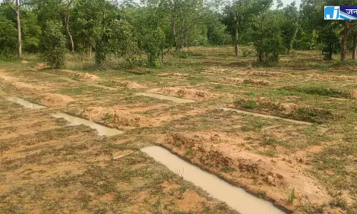 मानसून में वन संरक्षण गतिविधियाँ तेज