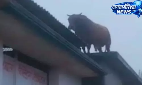 बारिश बनी वजह, छत पर चढ़ा सांड़ हादसे का शिकार बारिश बनी वजह, छत पर चढ़ा सांड़ हादसे का शिकार