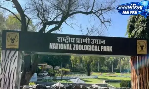 महागौरी के शावकों पर नजर, एक की हालत कमजोर महागौरी के शावकों पर नजर, एक की हालत कमजोर