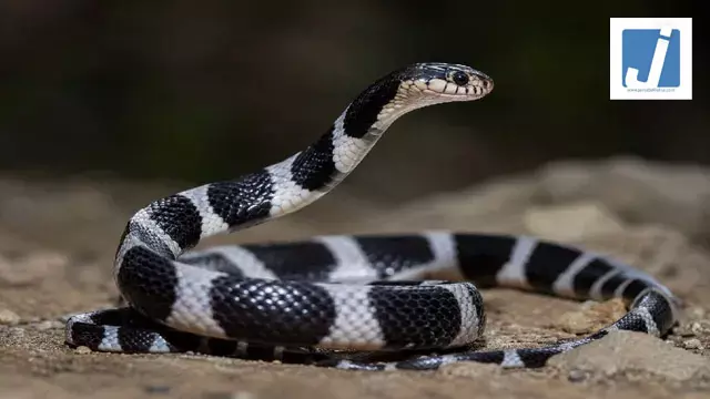 गर्ल्स हॉस्टल में चीख-पुकार, जहरीले करैत के डसने से एक की मौत 3 छात्राएं भर्ती गर्ल्स हॉस्टल में चीख-पुकार, जहरीले करैत के डसने से एक की मौत 3 छात्राएं भर्ती
