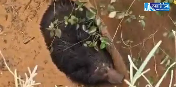कुएं से रेस्क्यू कर मादा भालू की जान बचाई गई कुएं से रेस्क्यू कर मादा भालू की जान बचाई गई