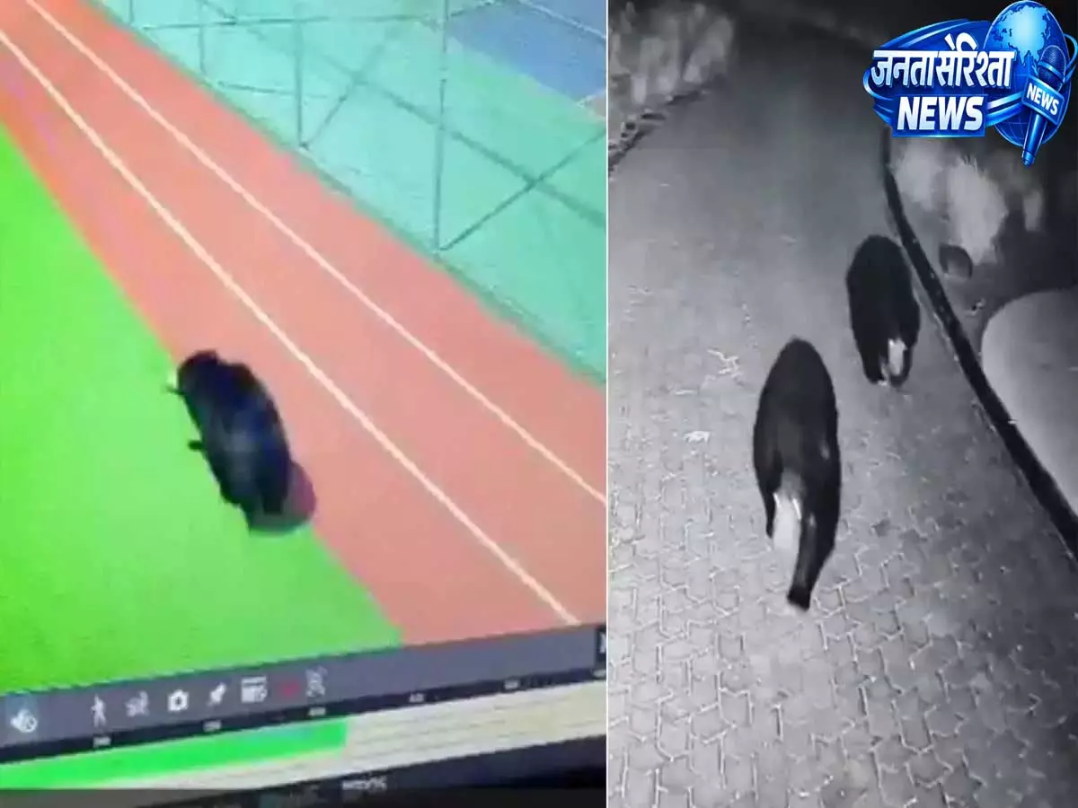 नंदी हिल्स के पास स्लॉथ भालू दिखने से बढ़ी सुरक्षा चिंता, प्रशासन अलर्ट पर नंदी हिल्स के पास स्लॉथ भालू दिखने से बढ़ी सुरक्षा चिंता, प्रशासन अलर्ट पर