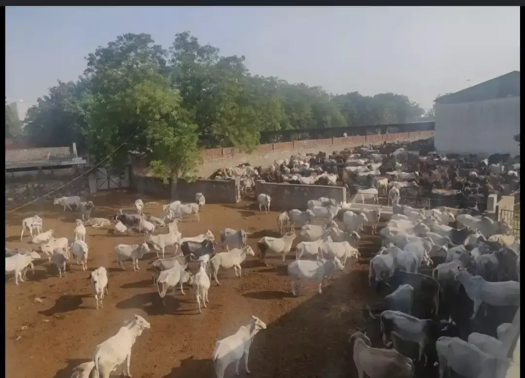Jaipur: पिंजरापोल हादसे पर सरकार सख्त, जांच समिति को 7 दिन की समयसीमा Jaipur: पिंजरापोल हादसे पर सरकार सख्त, जांच समिति को 7 दिन की समयसीमा