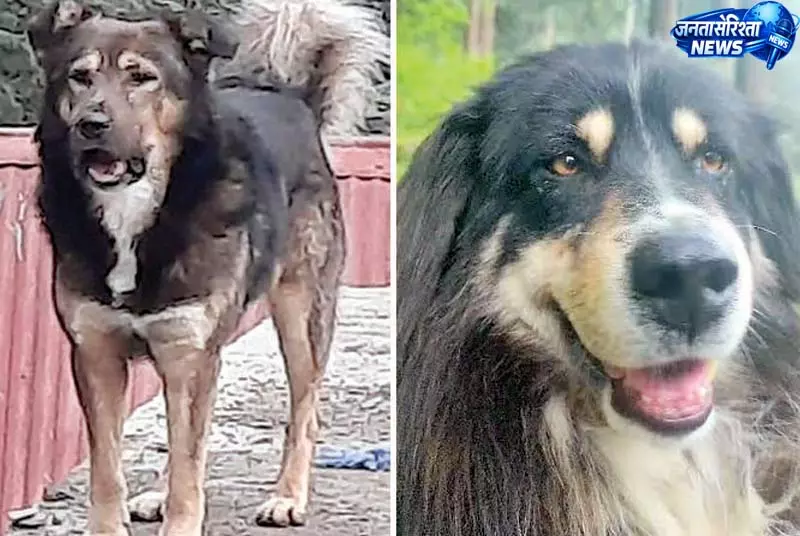 इंडियन नेशनल केनेल क्लब में स्कूबी-पुट्टी का आधिकारिक पंजीकरण इंडियन नेशनल केनेल क्लब में स्कूबी-पुट्टी का आधिकारिक पंजीकरण