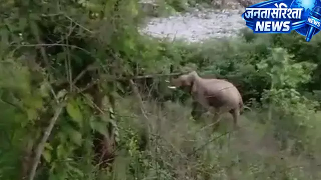 पहाड़ों में बढ़ा हाथियों का खतरा, 3000 मीटर ऊंचाई पर पहली बार दिखा गजराज पहाड़ों में बढ़ा हाथियों का खतरा, 3000 मीटर ऊंचाई पर पहली बार दिखा गजराज