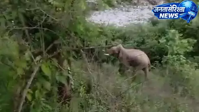 3000 मीटर ऊंचे भंवासी गांव में हाथी की दस्तक, दहशत 3000 मीटर ऊंचे भंवासी गांव में हाथी की दस्तक, दहशत