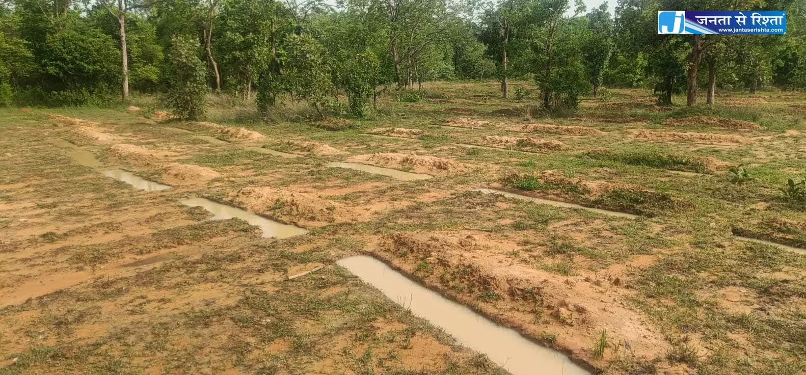 मानसून में वन संरक्षण गतिविधियाँ तेज मानसून में वन संरक्षण गतिविधियाँ तेज