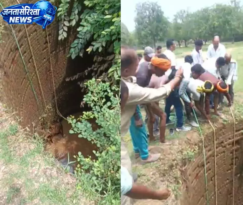पेंड्रा में पानी से भरे कुएं में गिरा बैल, डायल-112 और ग्रामीणों के रेस्क्यू से बची जान