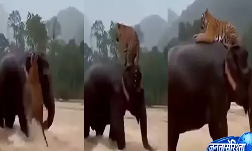 Video: सोशल मीडिया पर वायरल हाथी-बाघ रेस्क्यू वीडियो, AI ने बनाई पूरी कहानी Video: सोशल मीडिया पर वायरल हाथी-बाघ रेस्क्यू वीडियो, AI ने बनाई पूरी कहानी