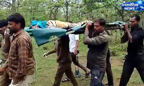 Veerangana दुर्गावती टाइगर रिजर्व से घायल बाघिन का रेस्क्यू, इलाज के लिए जबलपुर भेजी गई Veerangana दुर्गावती टाइगर रिजर्व से घायल बाघिन का रेस्क्यू, इलाज के लिए जबलपुर भेजी गई