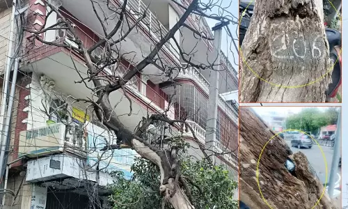 Gurugram: गुरुग्राम में सूखा पेड़ हटाने में कोताही, लोगों की बढ़ी चिंता Gurugram: गुरुग्राम में सूखा पेड़ हटाने में कोताही, लोगों की बढ़ी चिंता
