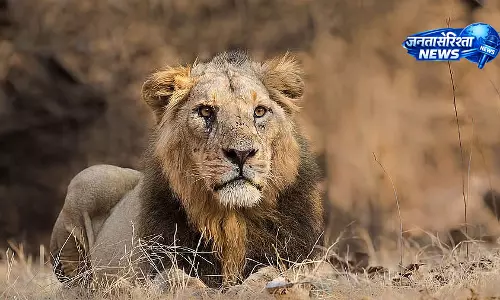 गिरनार यात्रा के दौरान शेर का हमला, बच्चे की मौत; वन विभाग ने शुरू किया सर्च ऑपरेशन गिरनार यात्रा के दौरान शेर का हमला, बच्चे की मौत; वन विभाग ने शुरू किया सर्च ऑपरेशन