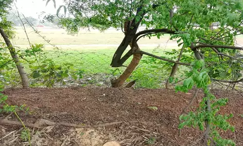 छत्तीसगढ़ में चंदन के पेड़ों की चोरी, 5 पेड़ काटकर ले गए चोर छत्तीसगढ़ में चंदन के पेड़ों की चोरी, 5 पेड़ काटकर ले गए चोर